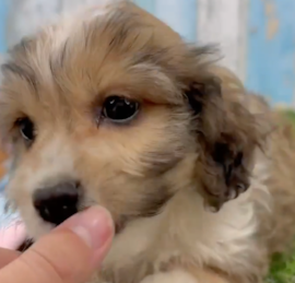 Cavachon Puppies For Sale - Puppy Love PR